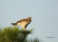 Red-shouldered-Hawk;Hawk;Buteo-lineatus;One;one-animal;avifauna;bird;birds;feath